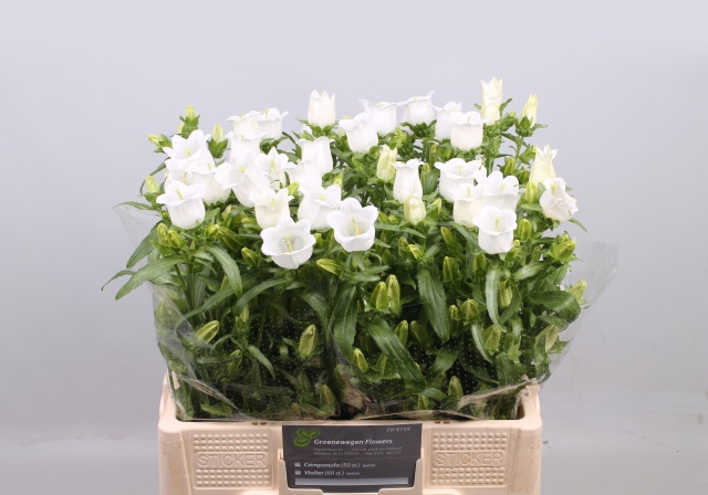 Кампанула Чемпион Вайт 60, шт.