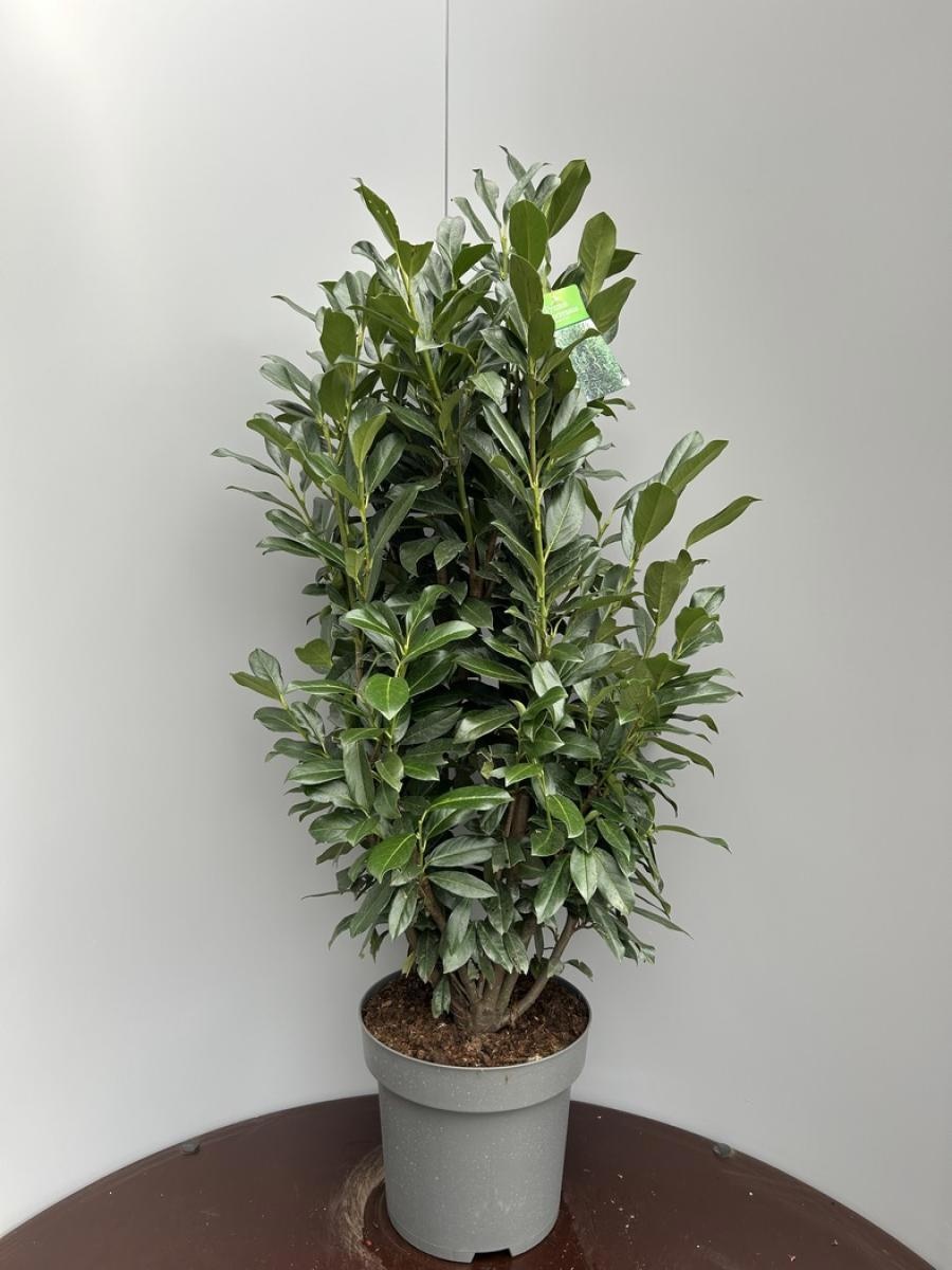 Prunus l. Elly, D 34