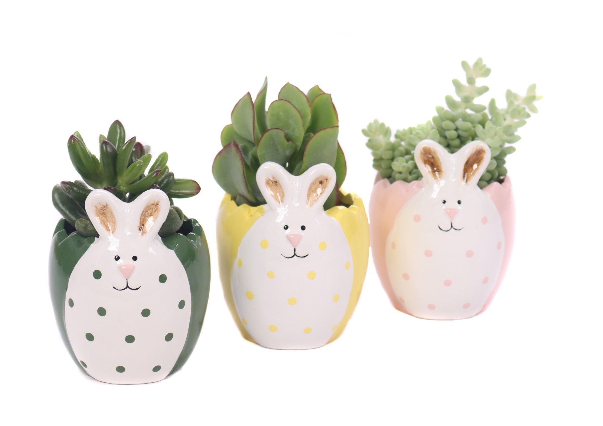 Succulenten mix 5,5 cm in easter bunny sierpot, D 9