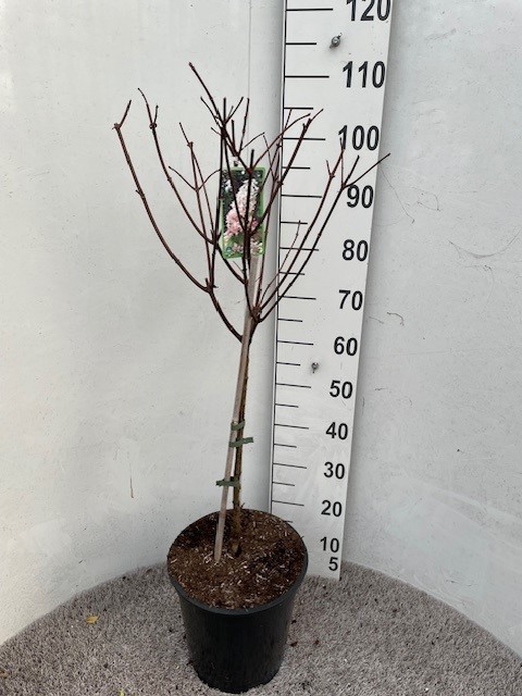 Hydrangea pan. Angel Blush 40-50 stam P28 C10, D 28