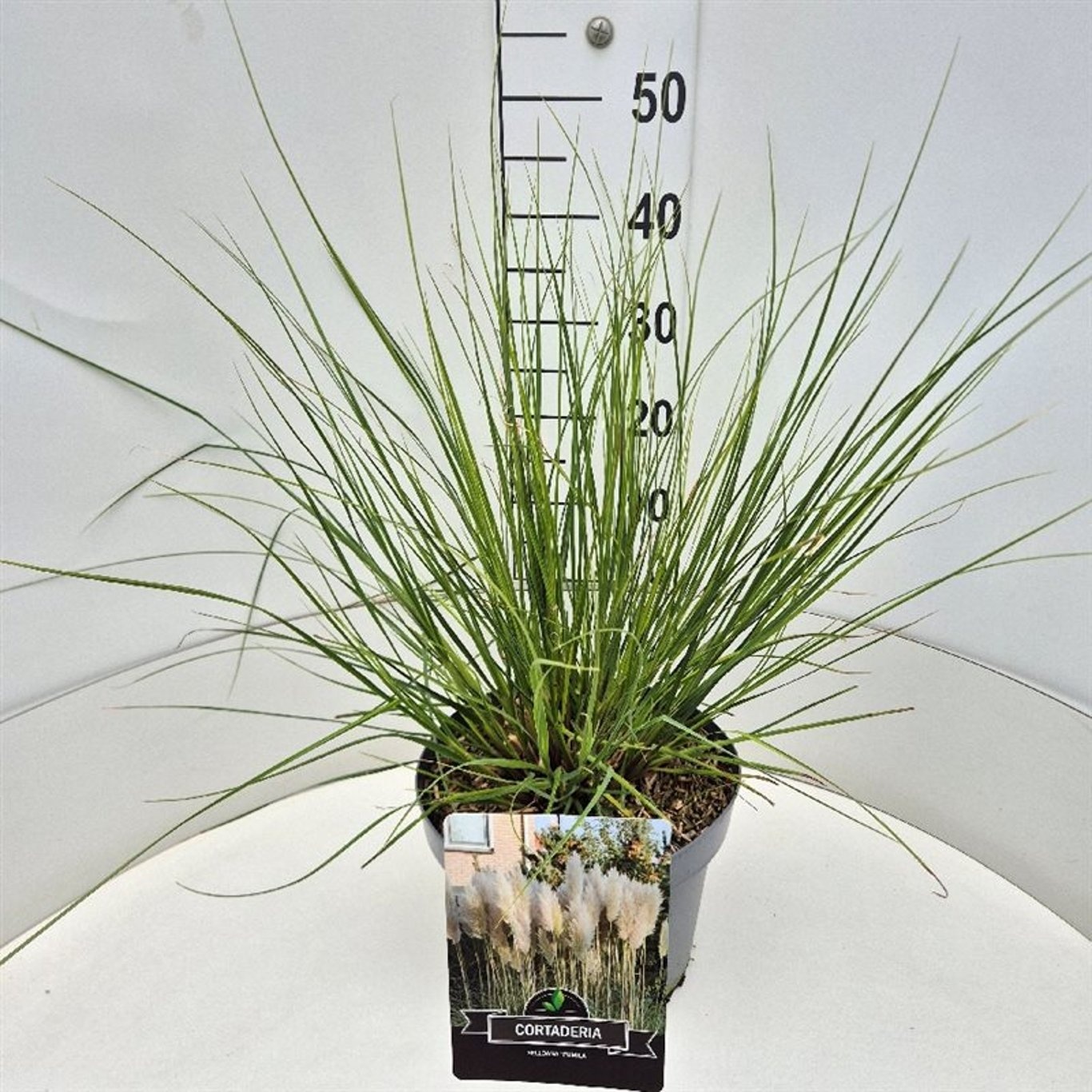 Cortaderia s. 'Pumila', D 28