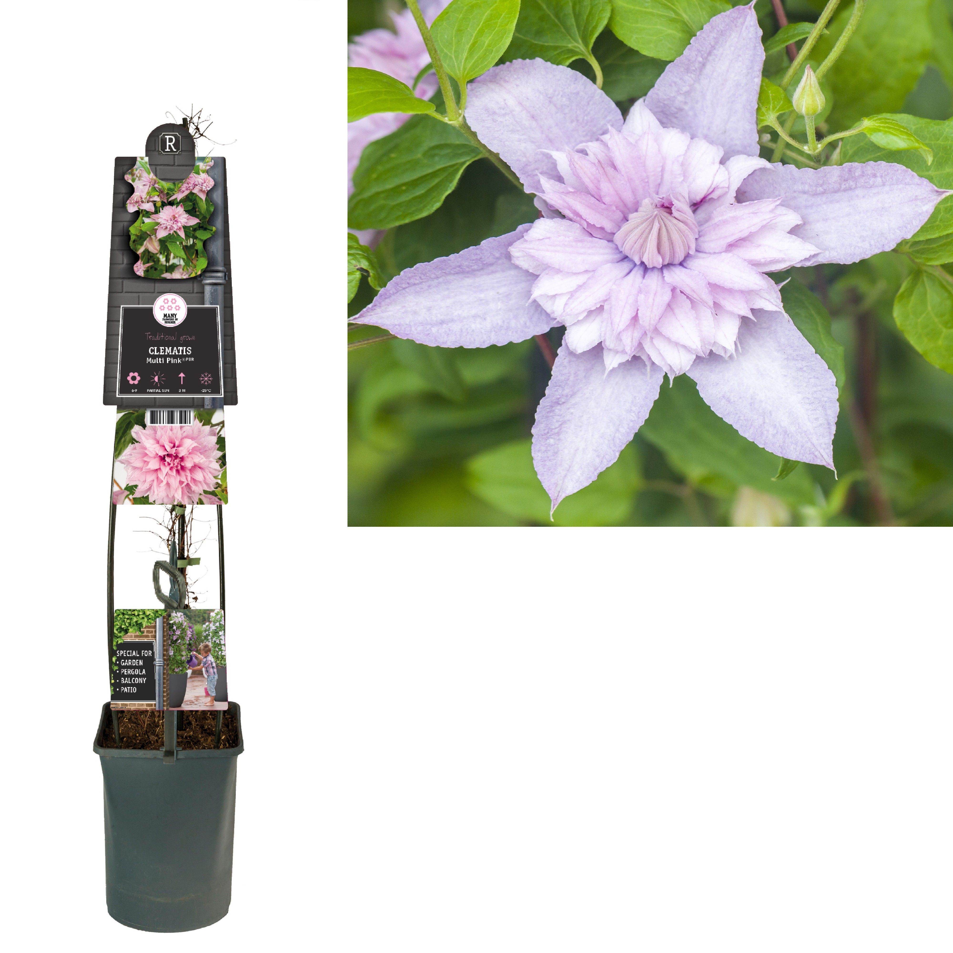 Clematis Multi Pink® PBR +3.0 label, D 23 cm