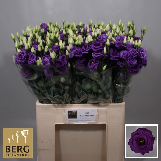 Эустома Розита Блю 65 (син.), шт.