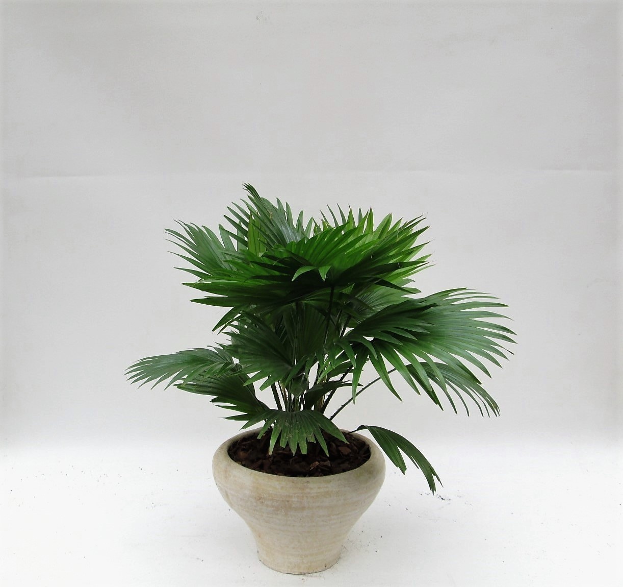 Livistona rotundifolia hoedje cremé met schors, D 26