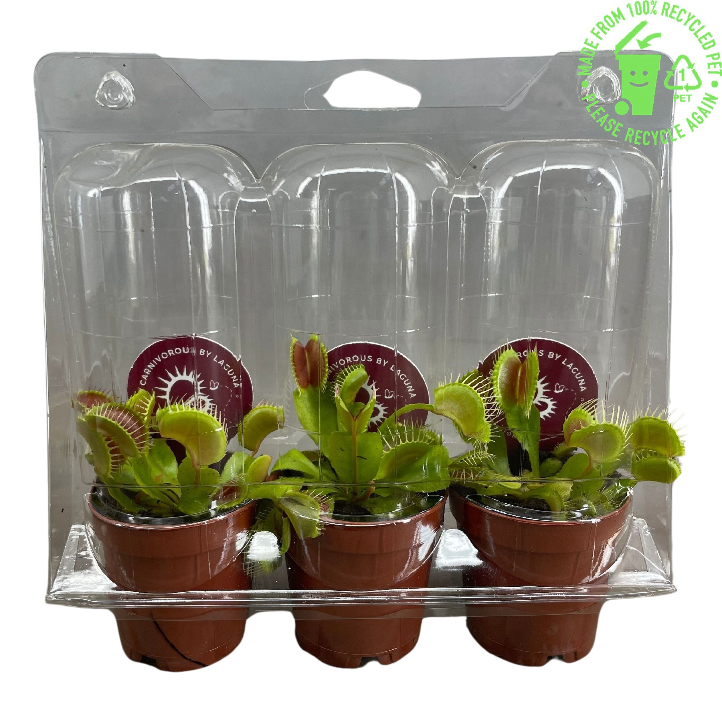 Dionaea Muscipula 5,5 cm , 3 stuks in transparante blister, D 5,5