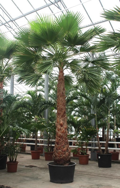 Washingtonia robusta, D 85