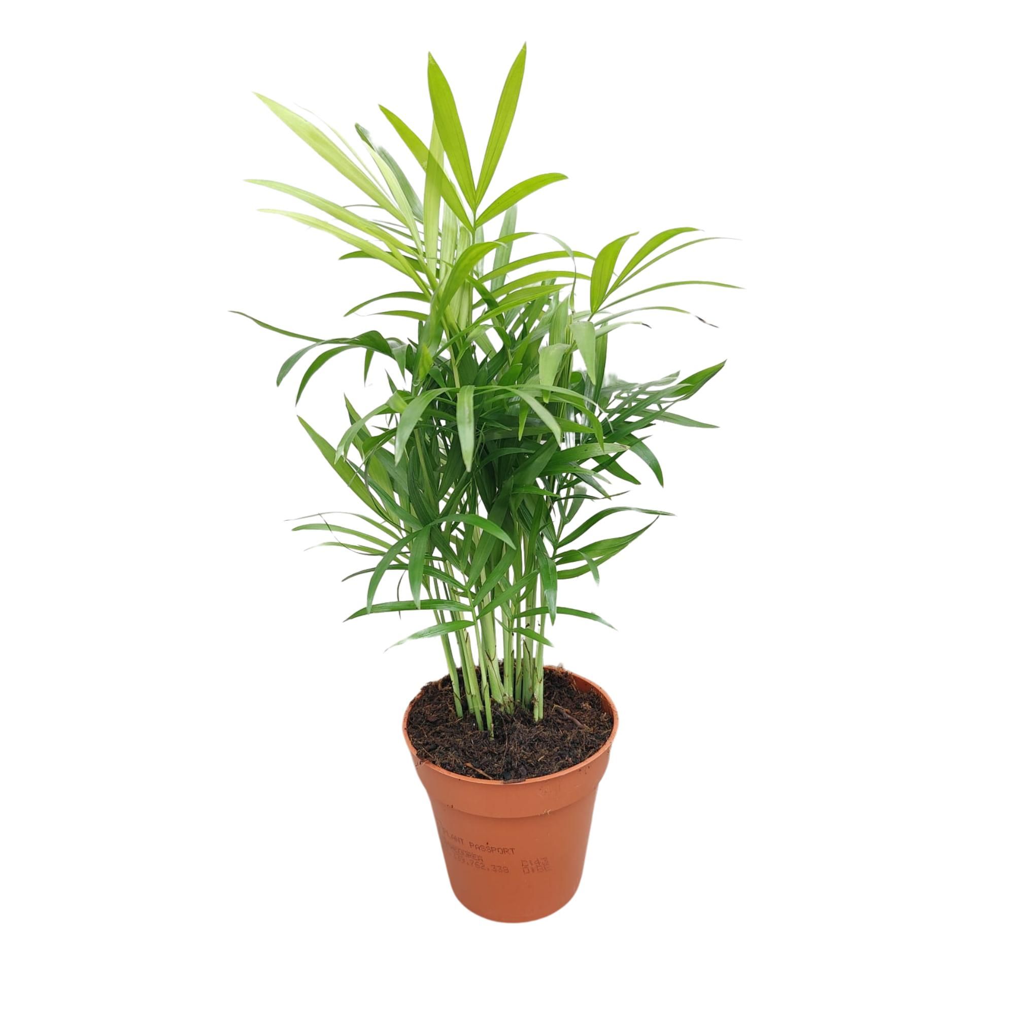 Chamaedorea Elegans P9 30cm, D 9