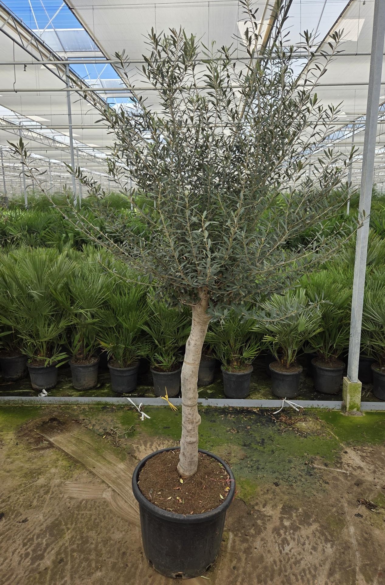 Olea europaea, D 55