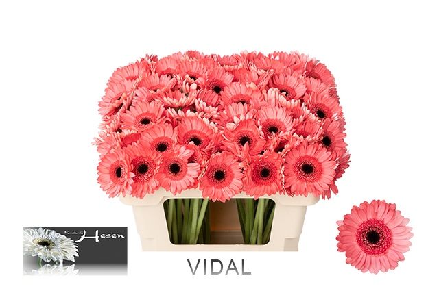 Гермини Видаль, шт.