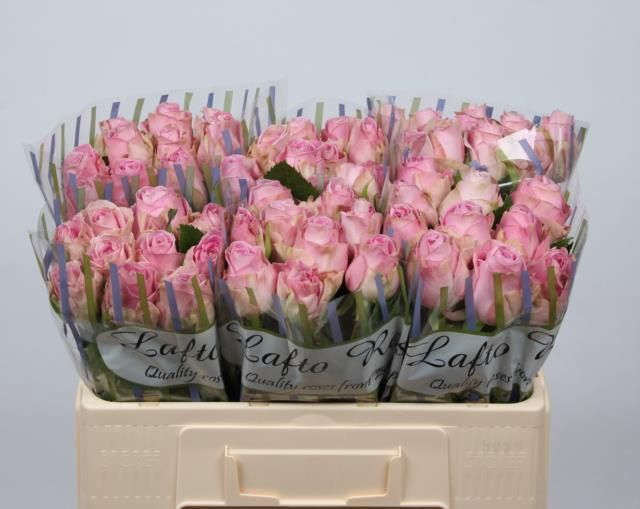 Роза од. Хайди 50, шт.