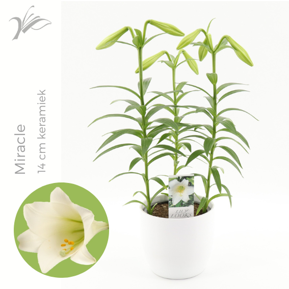 Lilium longiflorum 'Miracle' 14 cm wit keramiek (or. lelie), D 14