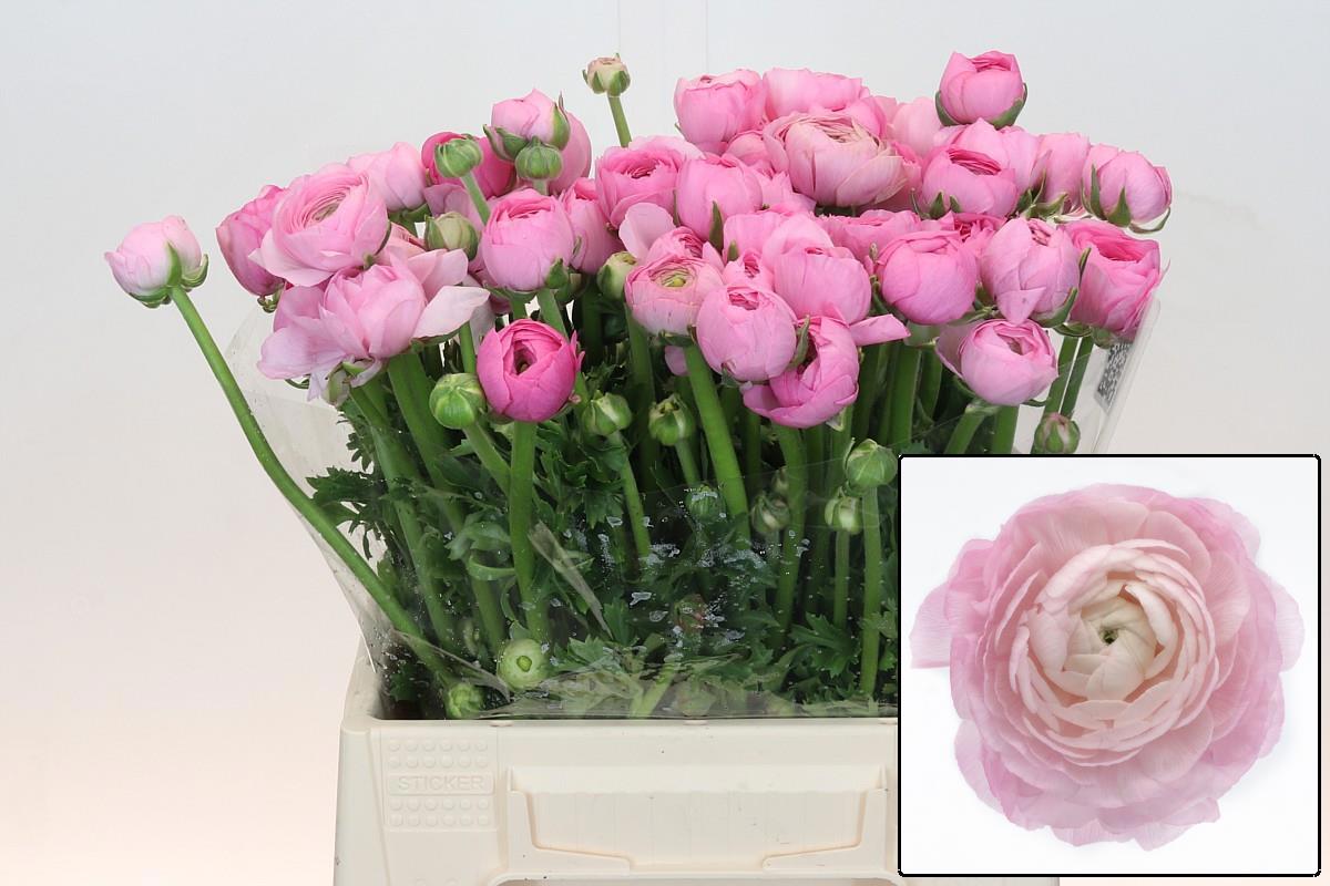 Ранункулус Элеганс Пинк 45, шт.