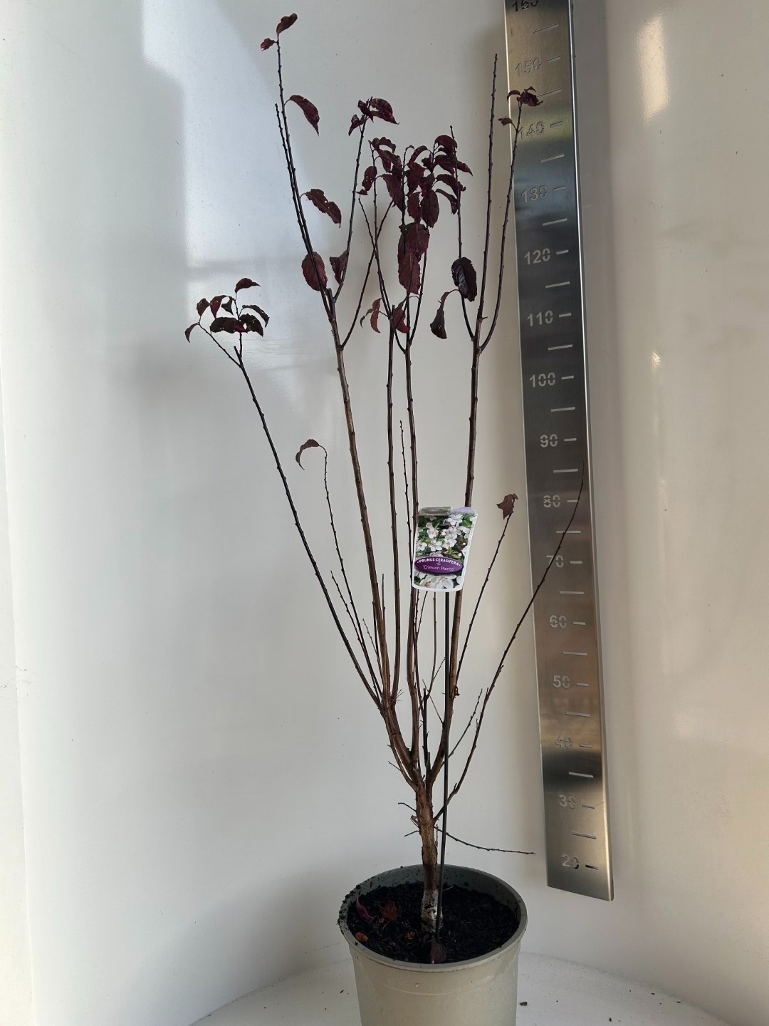 Prunus cer. Crimson point, D 27 cm