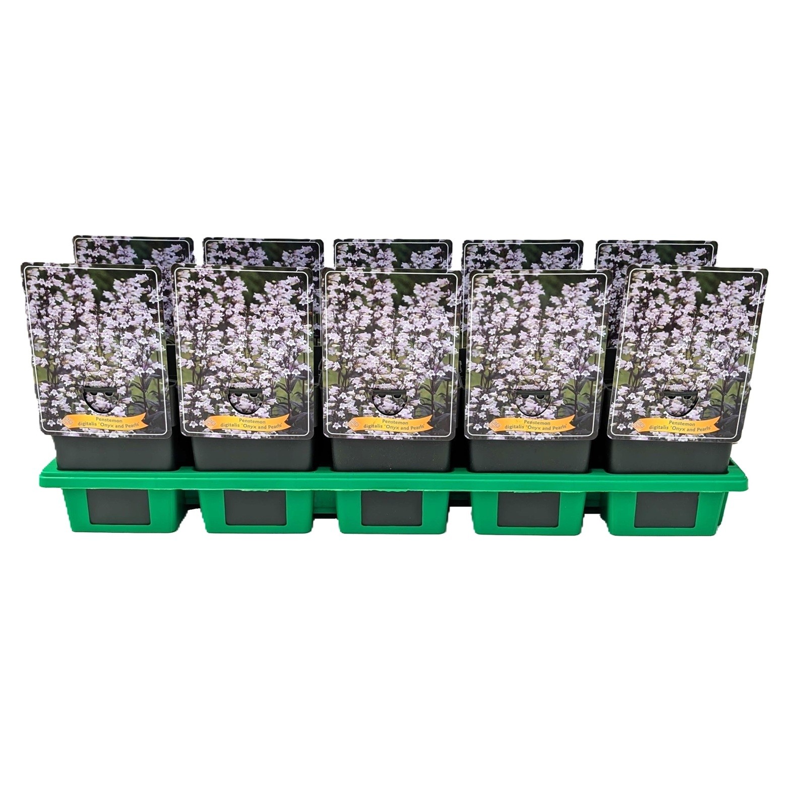 Penstemon digitalis 'Onyx and Pearls' P11, D 11 cm