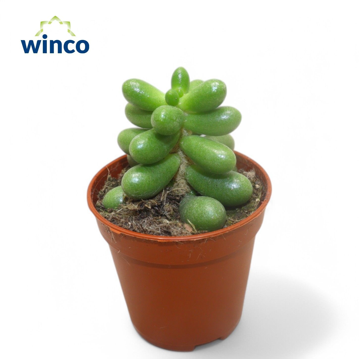 Sedum Hernandezii, D 5,5