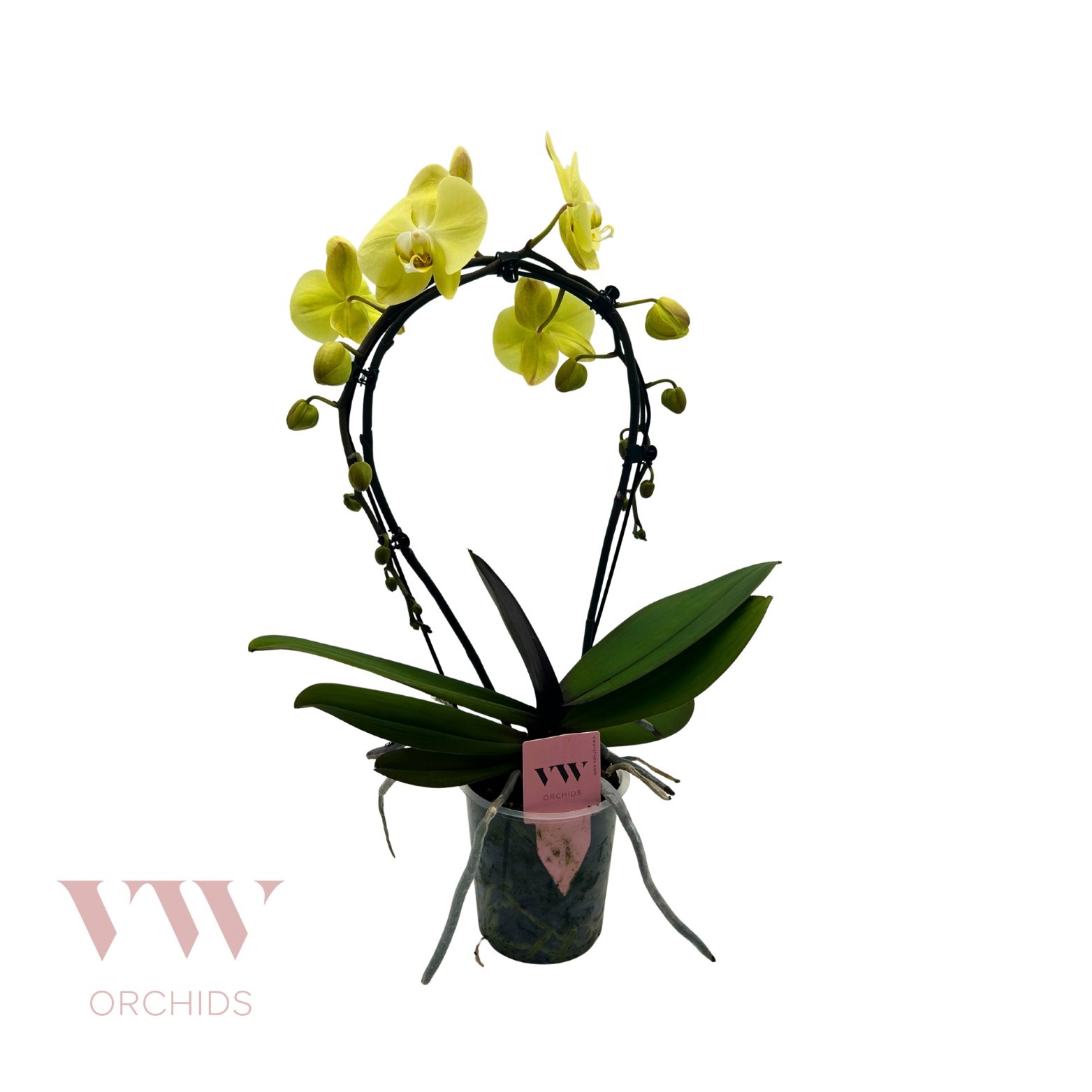 Phalaenopsis Spiegelboog geel, D 12