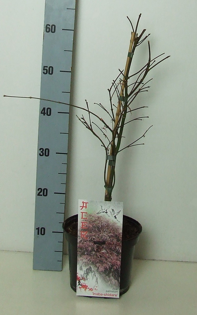Acer palmatum 'Inaba-shidare' P19 Full CC, D 19