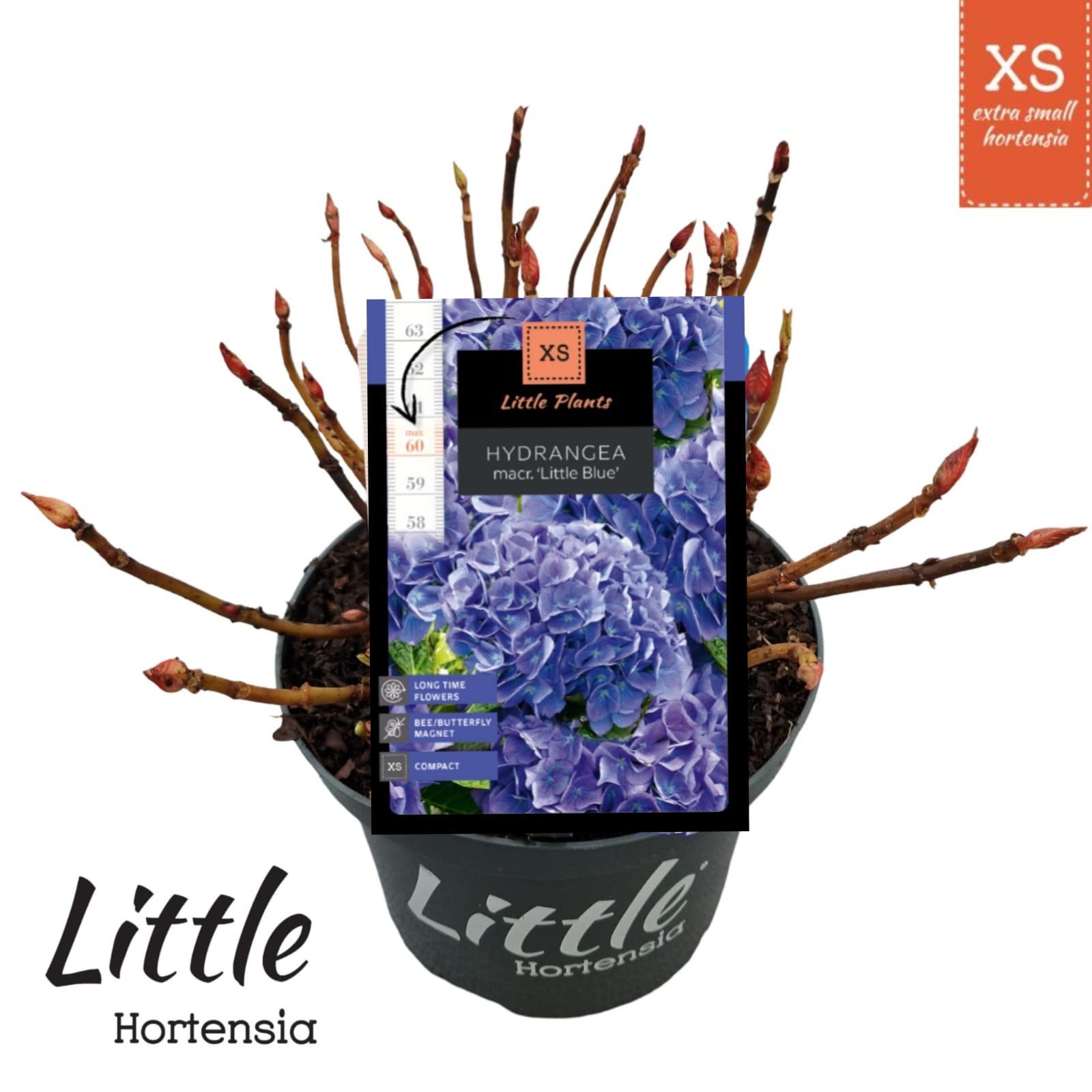 Hydrangea macr. 'Little XS Blue', D 17