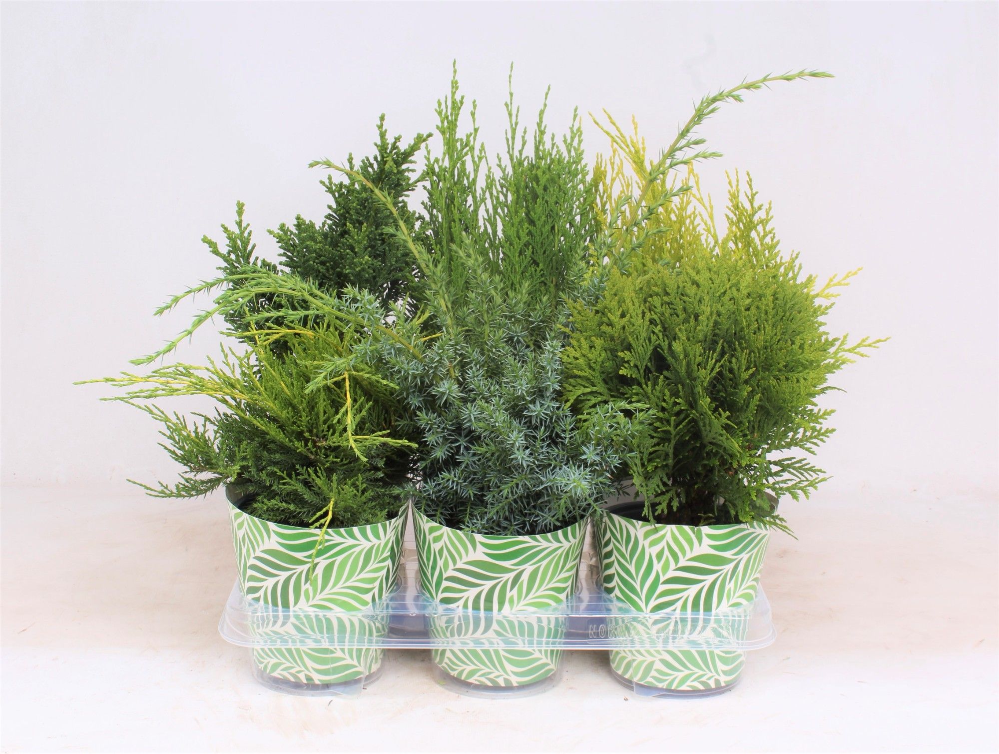 Conifers P-13 in smartcup SPRING, D 13