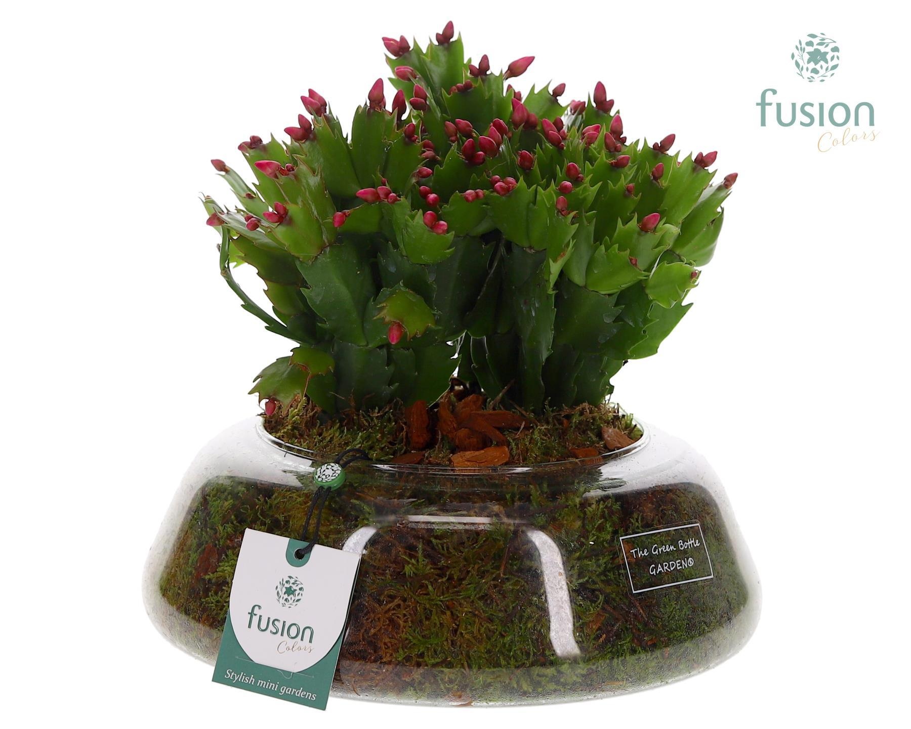 Green Bottle Christel Large met Schlumbergera, D 24 cm Green Bottle Christel Large met Schlumbergera, D 24 cm