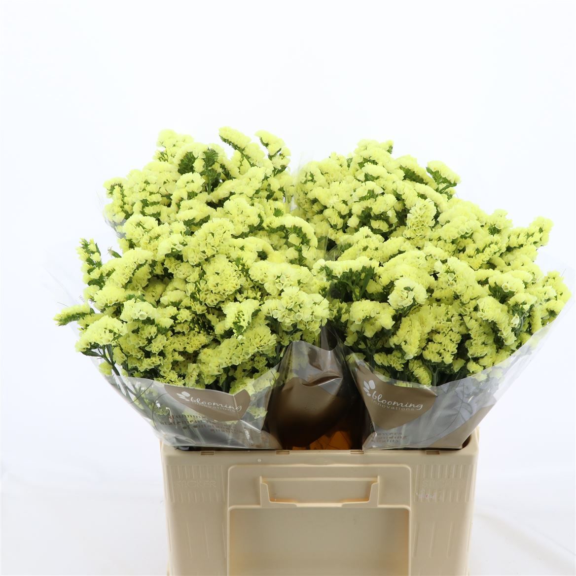 Статица Глосси Вингз 60, шт.