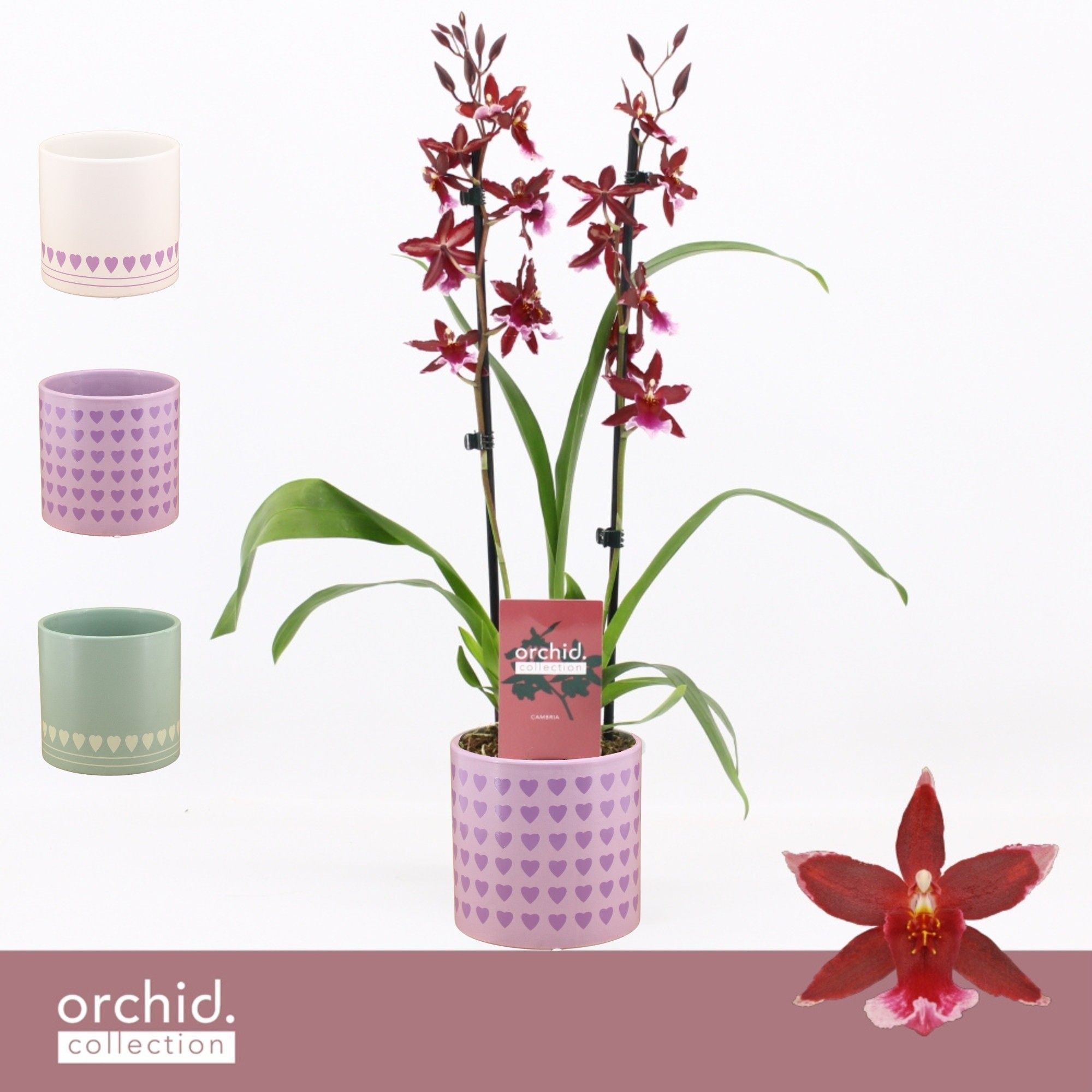 Barrocco Red, 2-spike in Horizon Love 'Orchid Collection', D 12