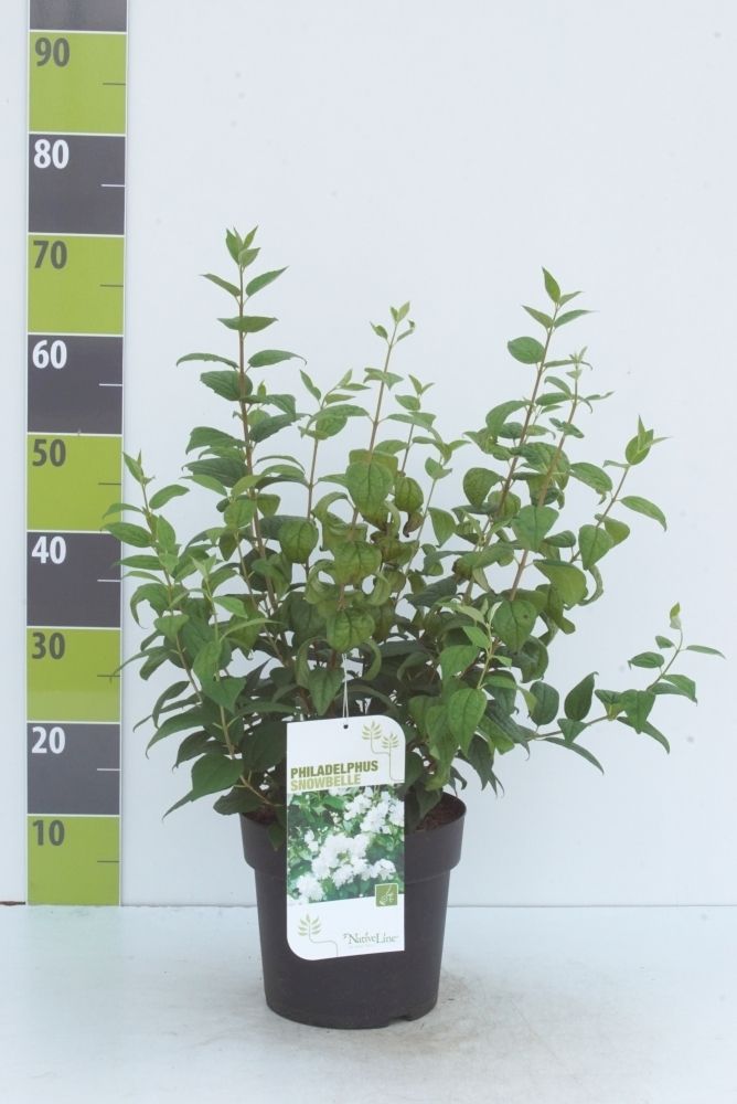 Philadelphus 'Snowbelle' 4,6, D 23 cm
