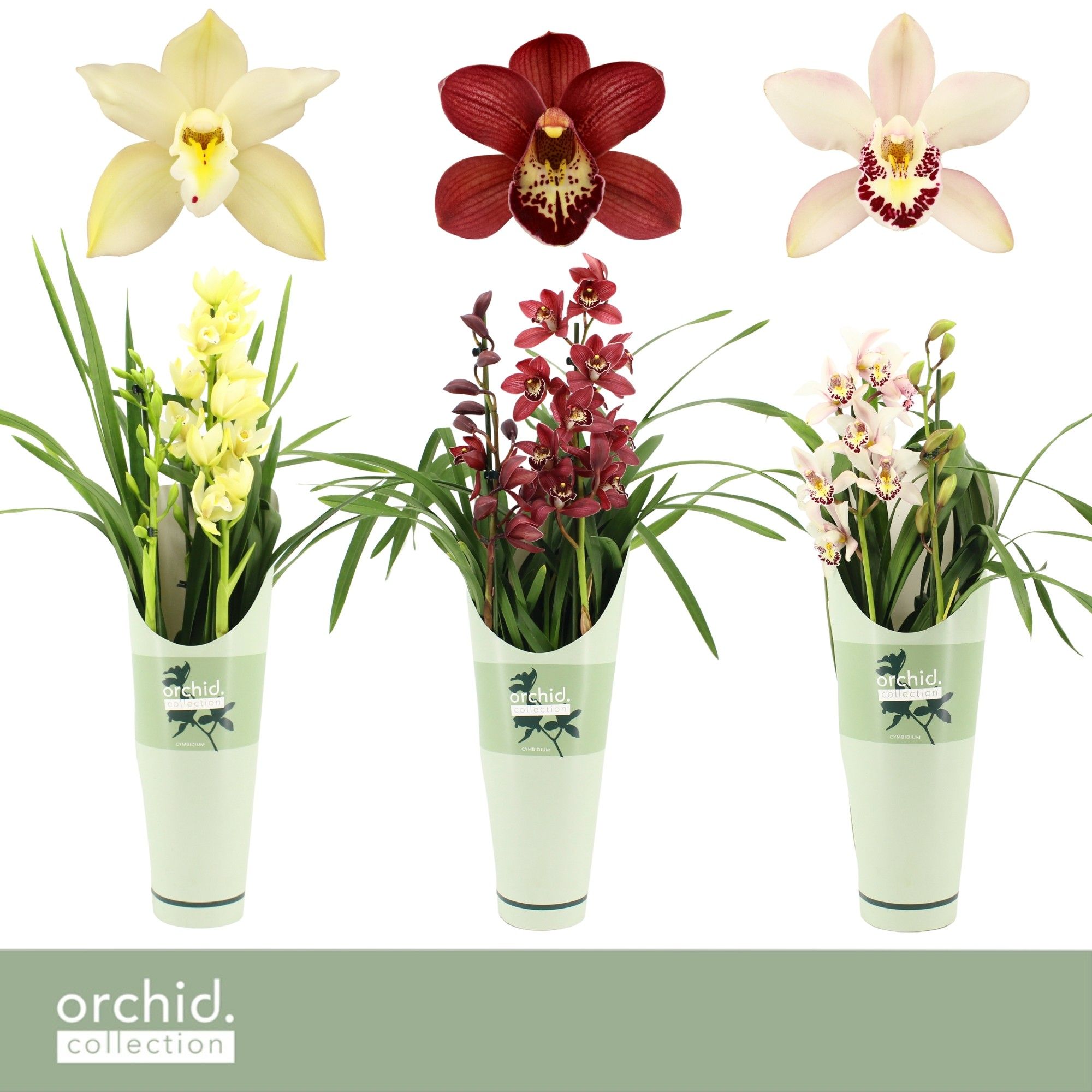 Cymbidium, Mix 2-spike P14 'Orchid Collection' Potcover, D 14