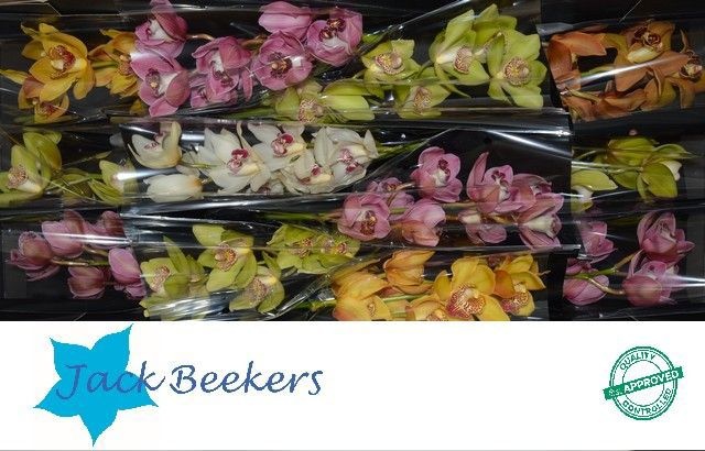 Цимбидиум Микс x12 50, шт.