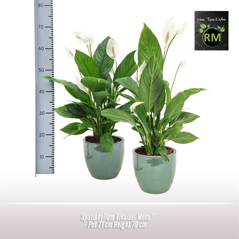 Spathiphyllum Vivaldi Moon, D 21 cm Spathiphyllum Vivaldi Moon, D 21 cm