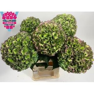 Гортензия Роял Прайд Классик 60, шт.