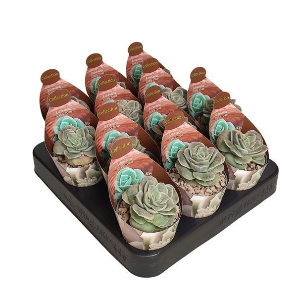 ECHEVERIA LOVELY ROSE - POT Ø 6,5 - COLLECTION WITH POTCOVER (SUCCULENTEN), D 6,5