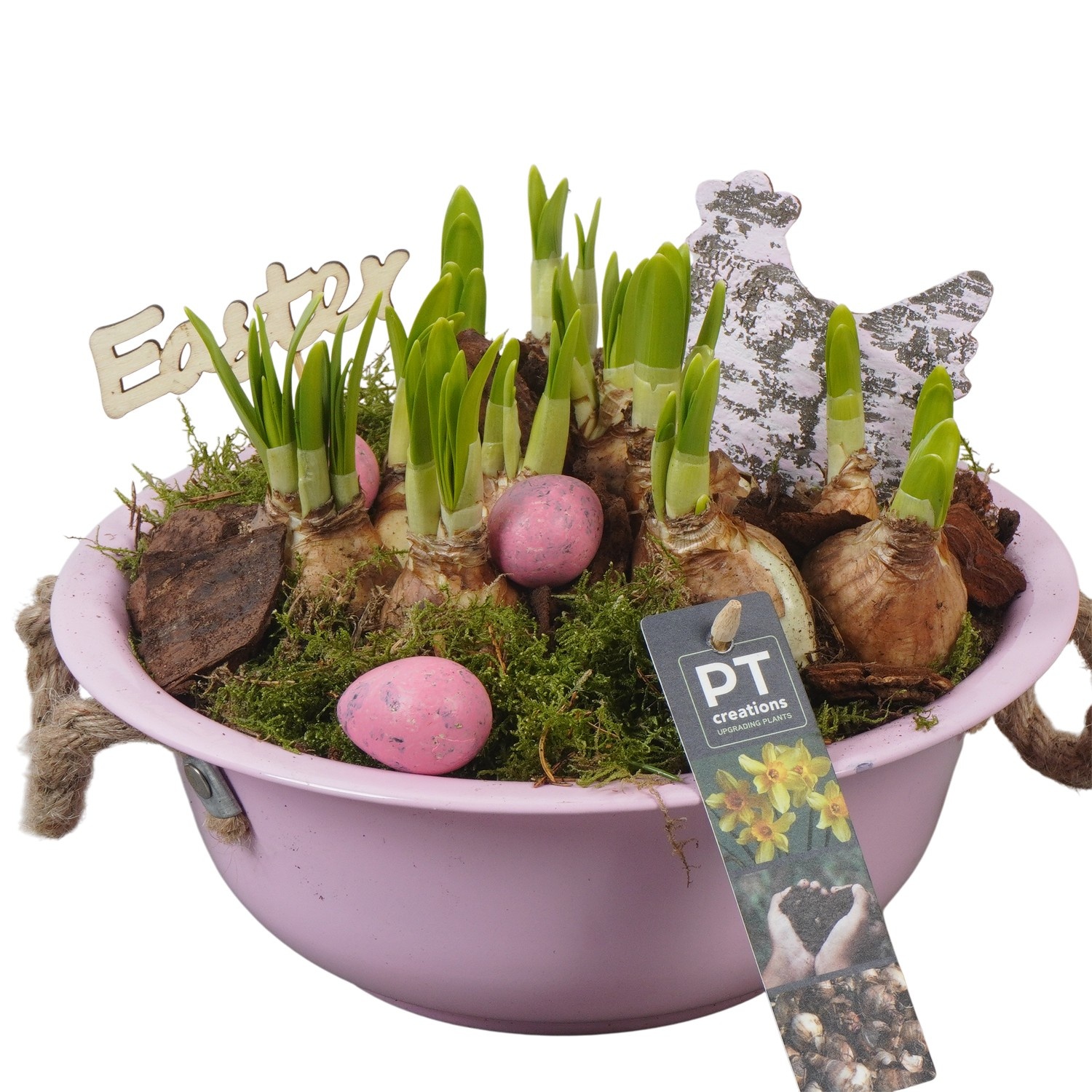 PTNP4415 Arrangement Narcissus Easter in zink schaal, D 24