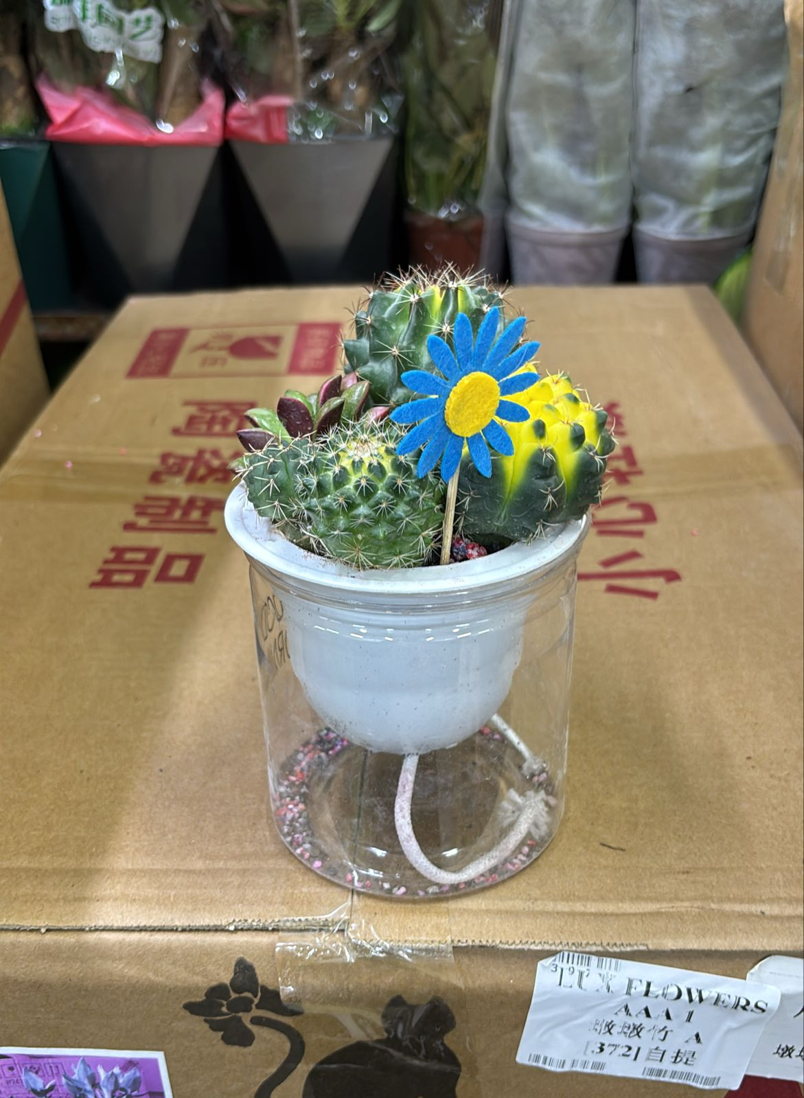 Гидропоник кактус 12 15