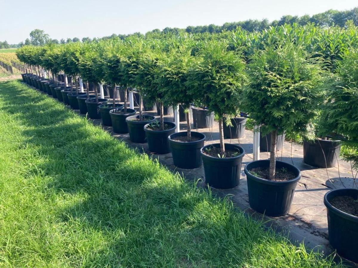 Thuja pl. 'Atrovirens', bol, D 65 cm