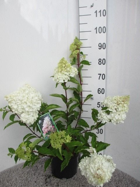 Hydrangea pan. Angels Blush 50-60 cm P26, D 26 cm