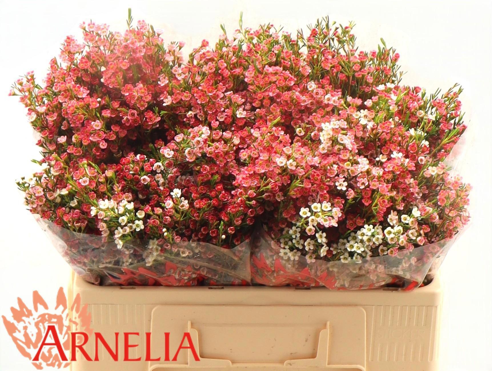 Шамелациум Май Свит Сикстин 50, шт.