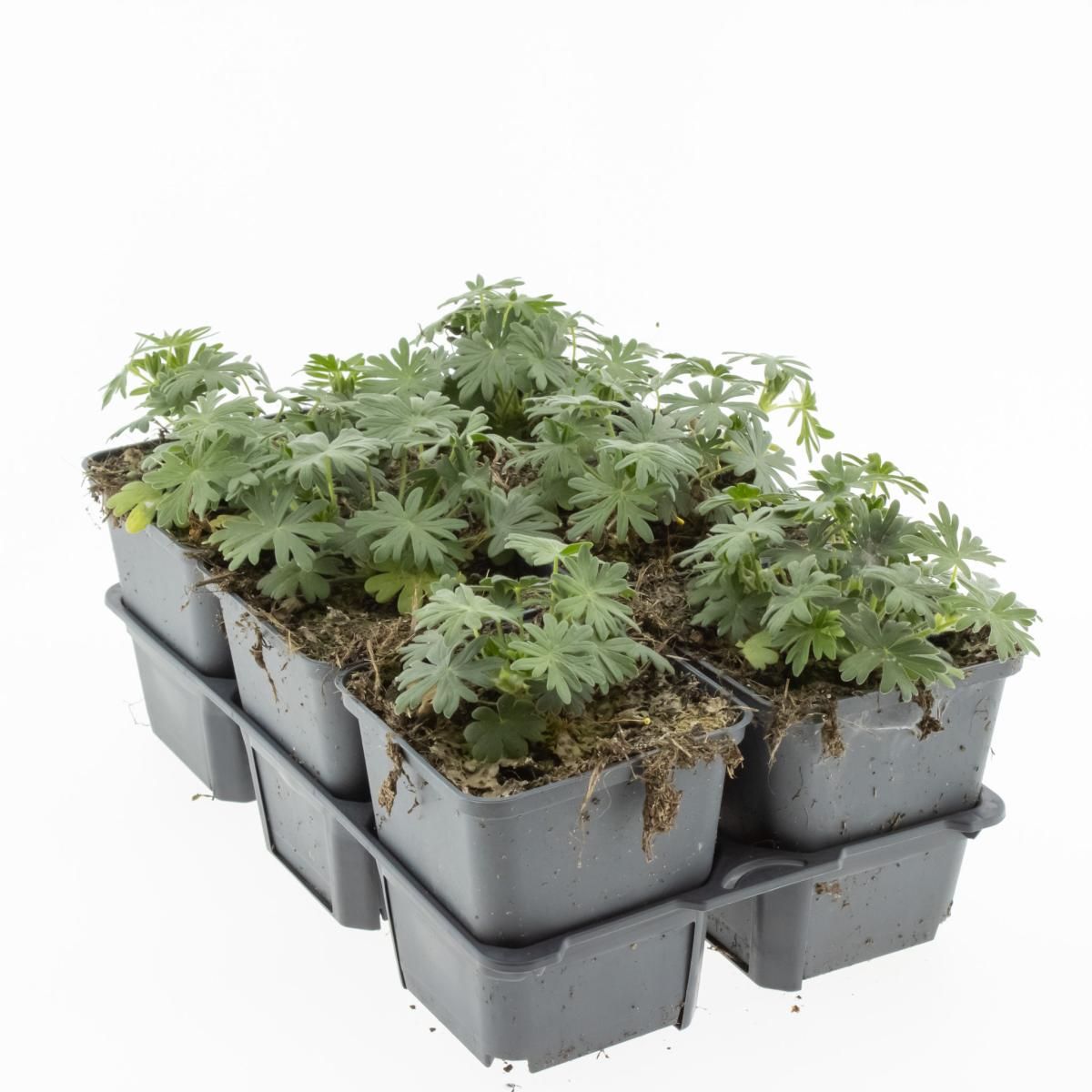 Geranium sang. 'Album', D 9 cm