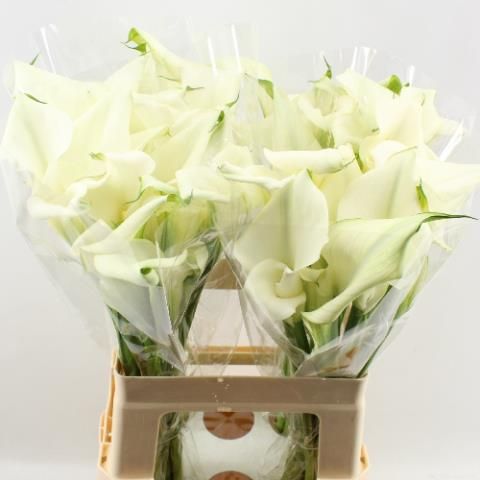 Калла Кристал Блаш 60 (бел.), шт.