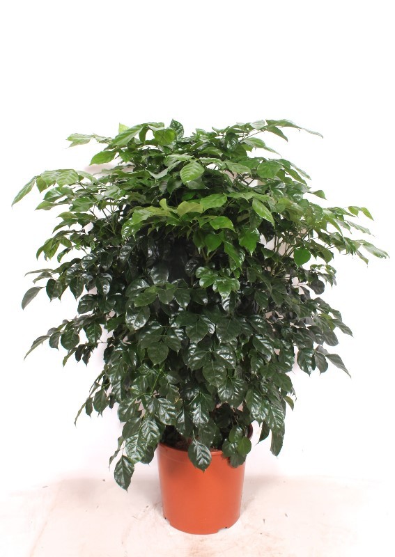 Radermachera hainanensis, D 30