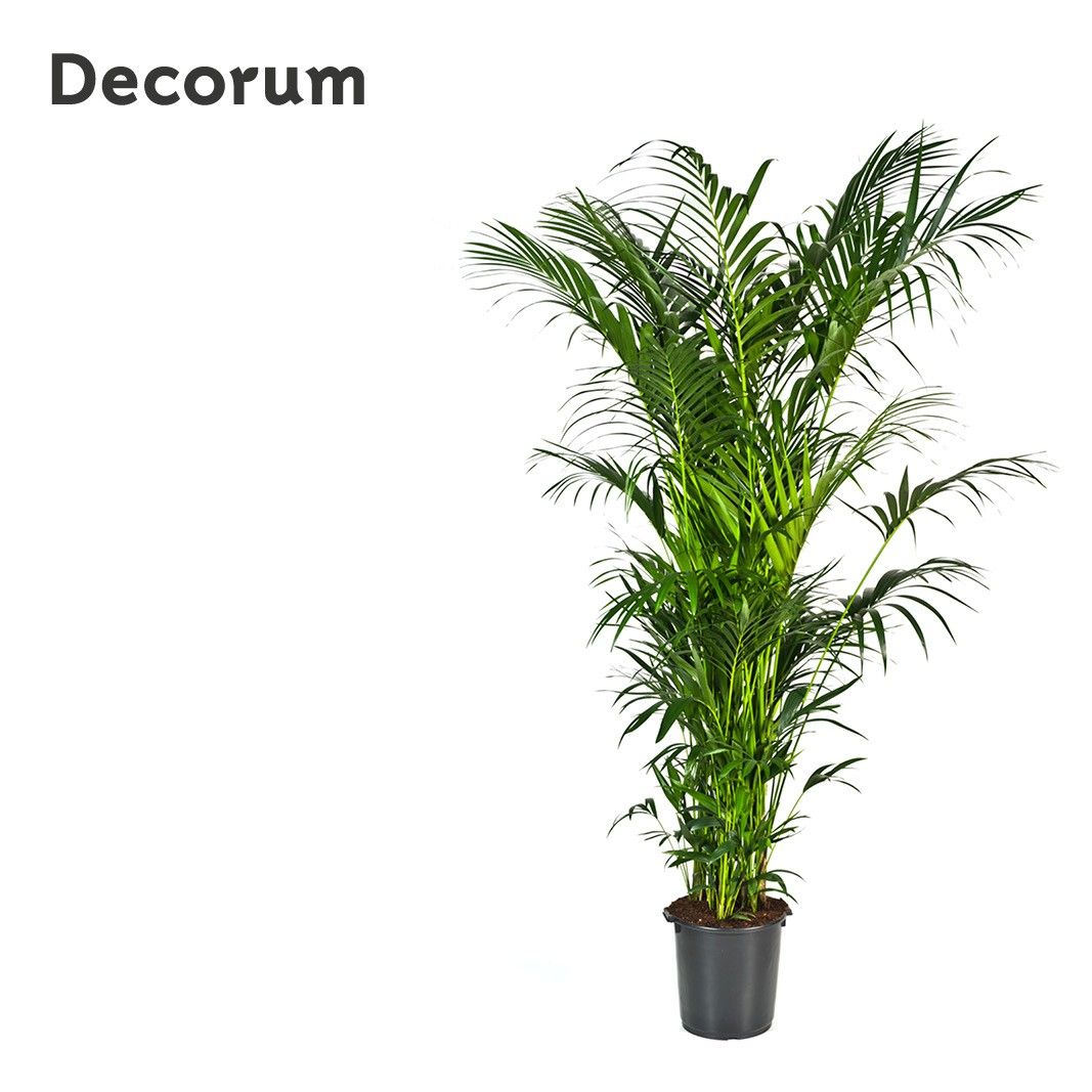 Howea forsteriana 300cm (Kentia) Decorum, D 40