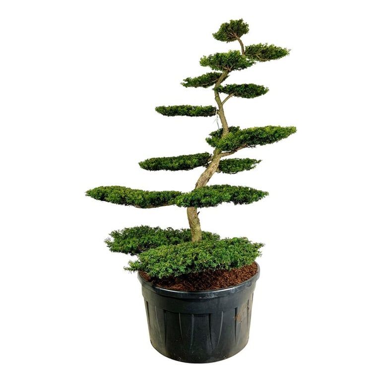 Taxus b. 'Summergold', D 120 cm
