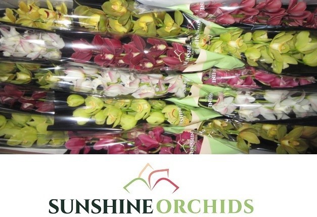 Цимбидиум мини Микс x15 50, шт.