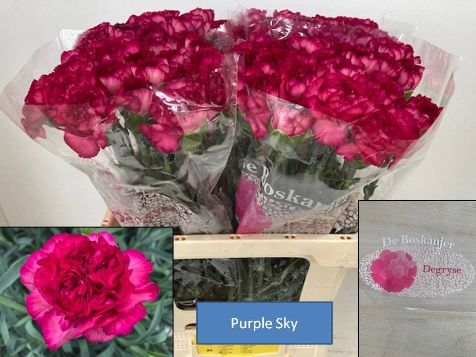 Диантус од. Перпл Скай, шт.