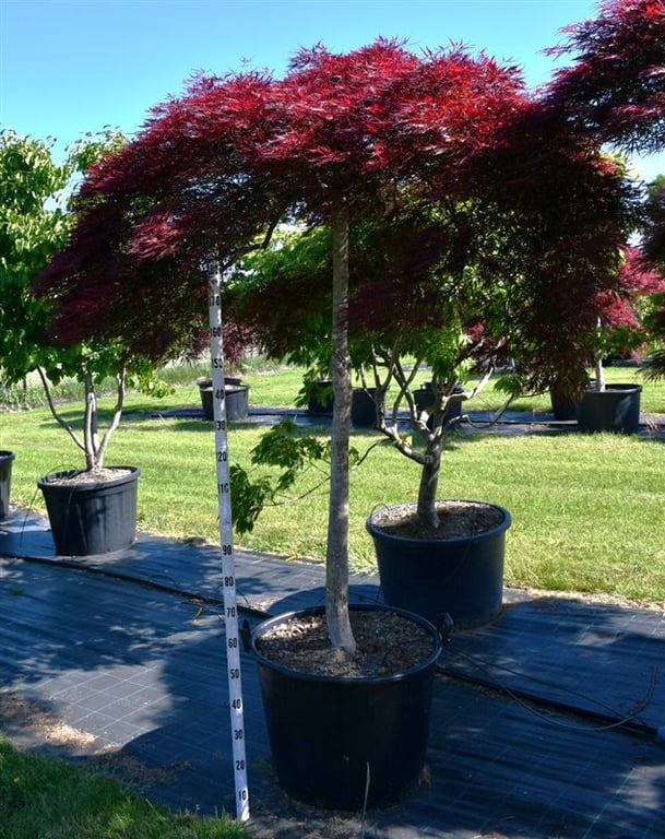 Acer pal. 'Stella Rossa', D 65