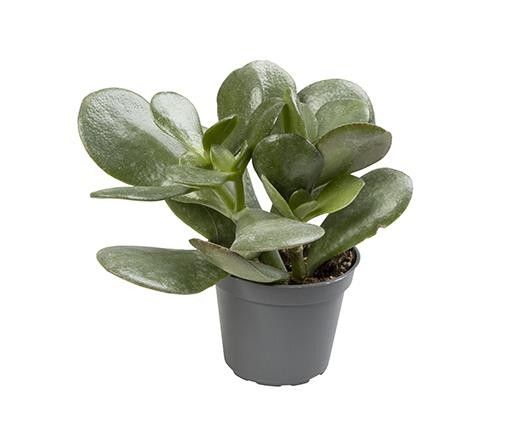 CRASSULA OVATA, D 6 cm