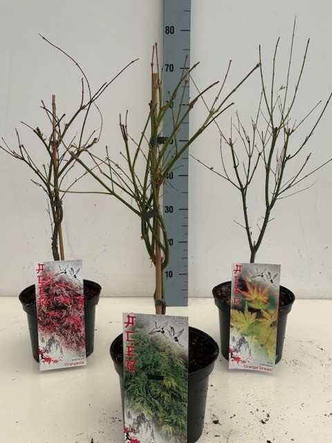 Acer mix P19 5/8 species, D 19