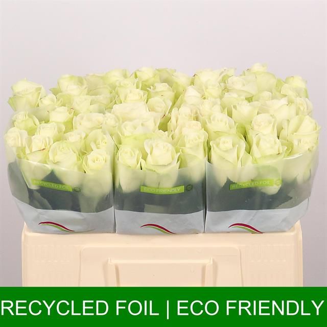 Роза од. Сноусторм+ 50, шт.