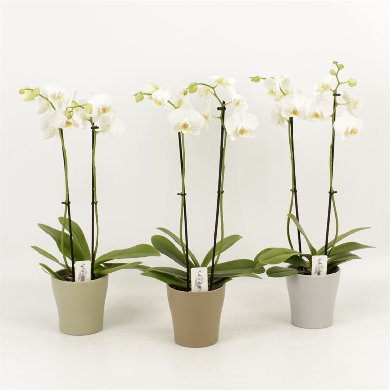 Phalaenopsis overig wit 2 tak wit in Modern living keramiek, D 12