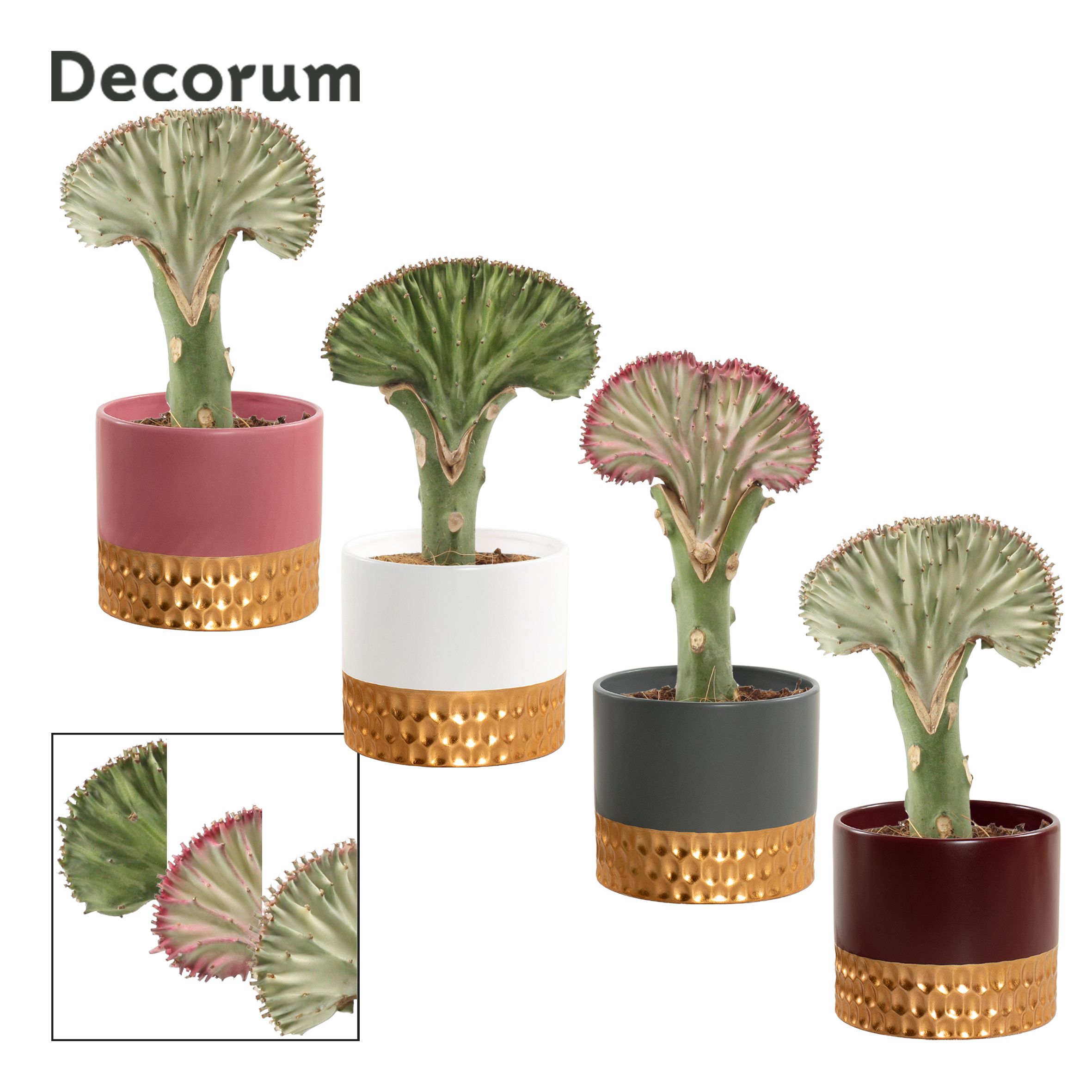 Euphorbia Lactea 9 cm in Frederique (Rich love-collection), D 9 cm Euphorbia Lactea 9 cm in Frederique (Rich love-collection), D 9 cm